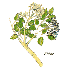 Elderflower (Norfolk Punch, Fructus Bendictus, Ginger Bliss)