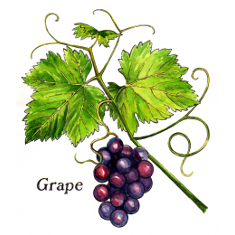 Grapeskin (Norfolk Punch, Fructus Benedictus, Hearts Delight)