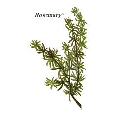 Rosemary (Norfolk Punch)