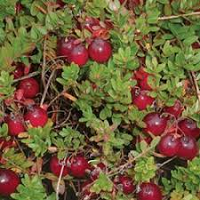 Cranberry (Norfolk Punch, Fructus Benedictus)