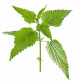 Nettle (Fructus Benedictus)