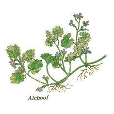 Alehoof (Norfolk Punch)