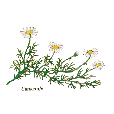 Chamomile (Norfolk Punch, Fructus Benedictus, Ginger Bliss, Hearts Delight)