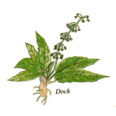 Dock/Burdock (Norfolk Punch)