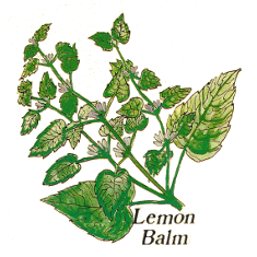 Lemon Balm (Norfolk Punch, Fructus Benedictus)