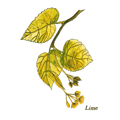 Lime Flower (Norfolk Punch)