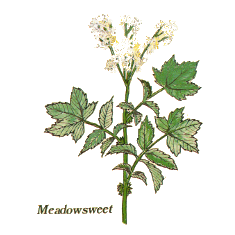 Meadowsweet (Norfolk Punch, Fructus Benedictus)