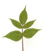 Raspberry Leaf (Fructus Benedictus)