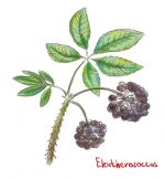 Siberian Ginseng (Fructus Benedictus)