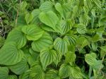 Wild Yam
