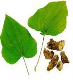 Wild Yam (Fructus Benedictus)